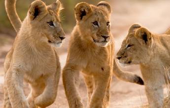 Best of the Garden Route – Premium Adventure