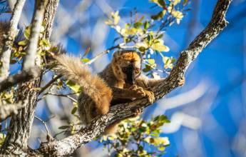 Madagascar Wildlife Adventure