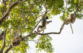Madagascar Wildlife Adventure