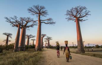 Madagascar Wildlife Adventure