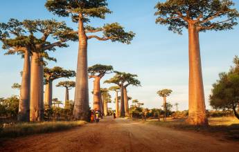 Madagascar Wildlife Adventure