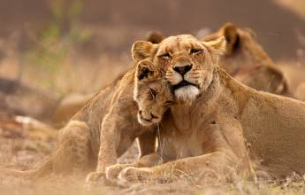 Essential Kruger Safari