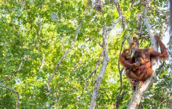 Borneo Family Wildlife Adventure