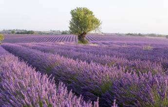 Discover Provence