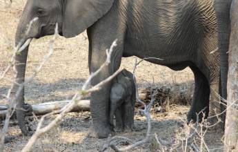Essential Kruger Safari