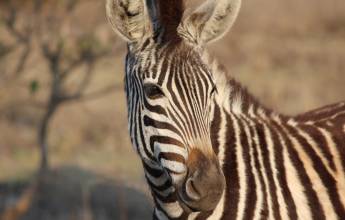 Essential Kruger Safari