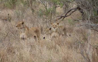 Essential Kruger Safari