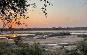 Essential Kruger Safari