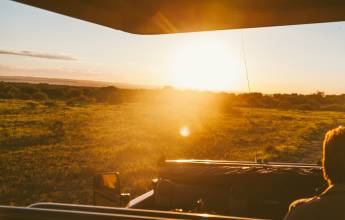 Essential Kruger Safari