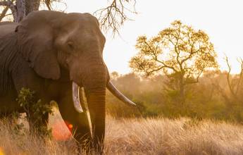 Essential Kruger Safari