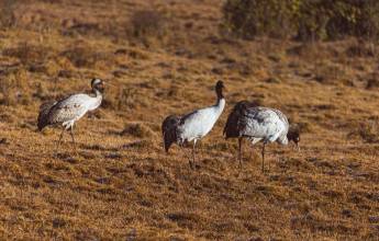 Festivals of Bhutan – Black Crane