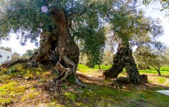 Discover Puglia: Italy’s Ancient Heel