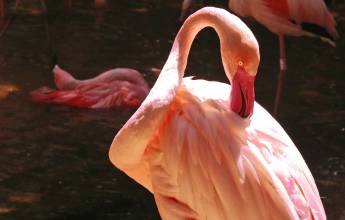 Brazil Wildlife Adventure