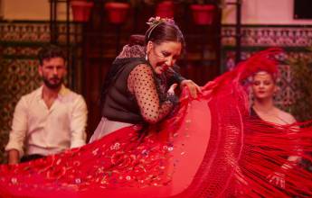 Signature Spain | Light Through Olive Groves