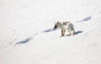 Svalbard in Spring: Sea Ice, Pristine Snow and Wildlife