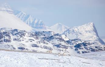 Svalbard in Spring: Sea Ice, Pristine Snow and Wildlife