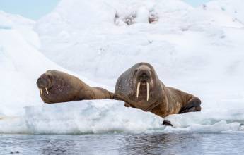 Svalbard in Spring: Sea Ice, Pristine Snow and Wildlife
