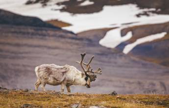 Svalbard in Summer: Tundra, Whales and Wildlife