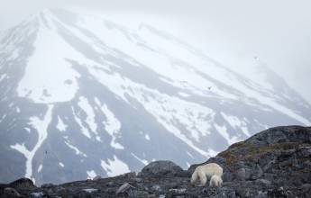 Svalbard in Summer: Tundra, Whales and Wildlife