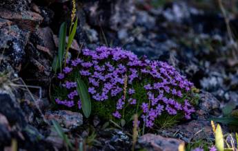 Svalbard in Summer: Tundra, Whales and Wildlife