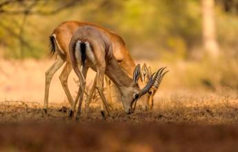 Rajasthan Highlights by Bike