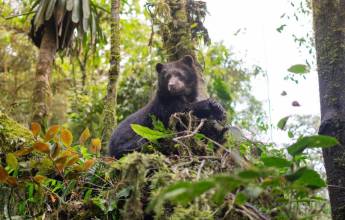Ecuador Cloud Forest Add-on Tour
