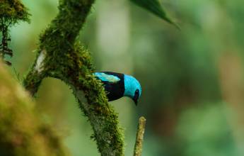 Ecuador Cloud Forest Add-on Tour