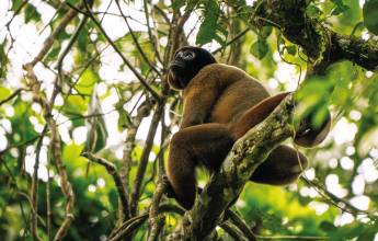 Amazon Add-on Tour – Napo Wildlife Center