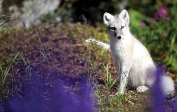 West Greenland: Exploring the Far North
