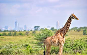Mombasa Beach by Rail Add-on Tour