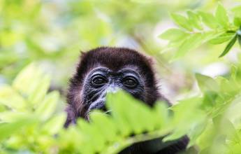 Howler monkey in Costa Rica