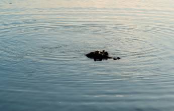 The upper Zambezi River