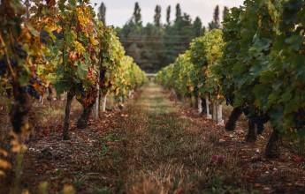 Vineyards in France