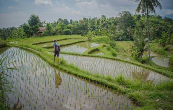 Tegalalang Rice Terraces