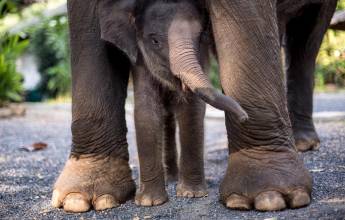 elephants in Thailand