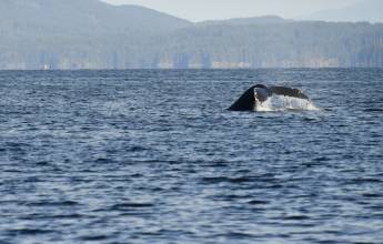 Whales & Bears of British Columbia