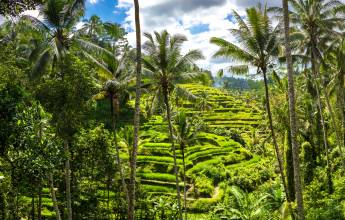 Primates & Dragons of Indonesia