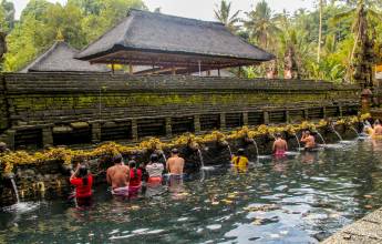 Primates & Dragons of Indonesia