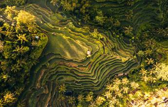 Primates & Dragons of Indonesia