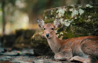 Ancient & Modern Japan