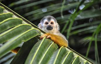 Costa Rica Coast to Coast Ride