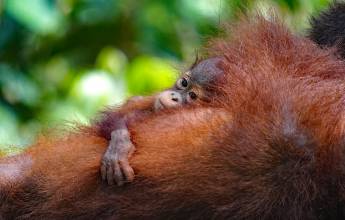 Borneo Wildlife Discoverer