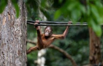 Borneo & the Malaysian Peninsula