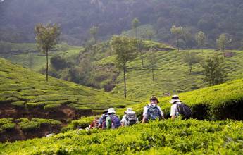 Kerala tea plantations