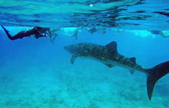 Snorkelling with Whale shark, Indian Ocean, Maldives
