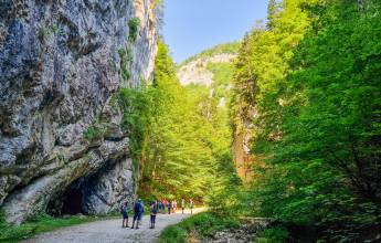 Carpathian Walking & Bears