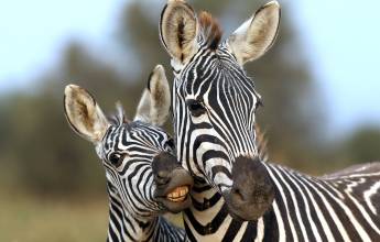 Kenya Safari Adventure