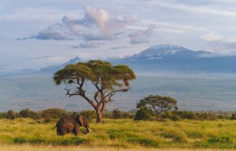 Kenya Safari Adventure