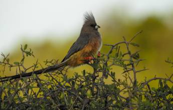 Cycling South Africa’s Garden Route