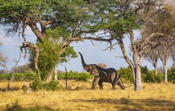 Tanzania Safari Adventure